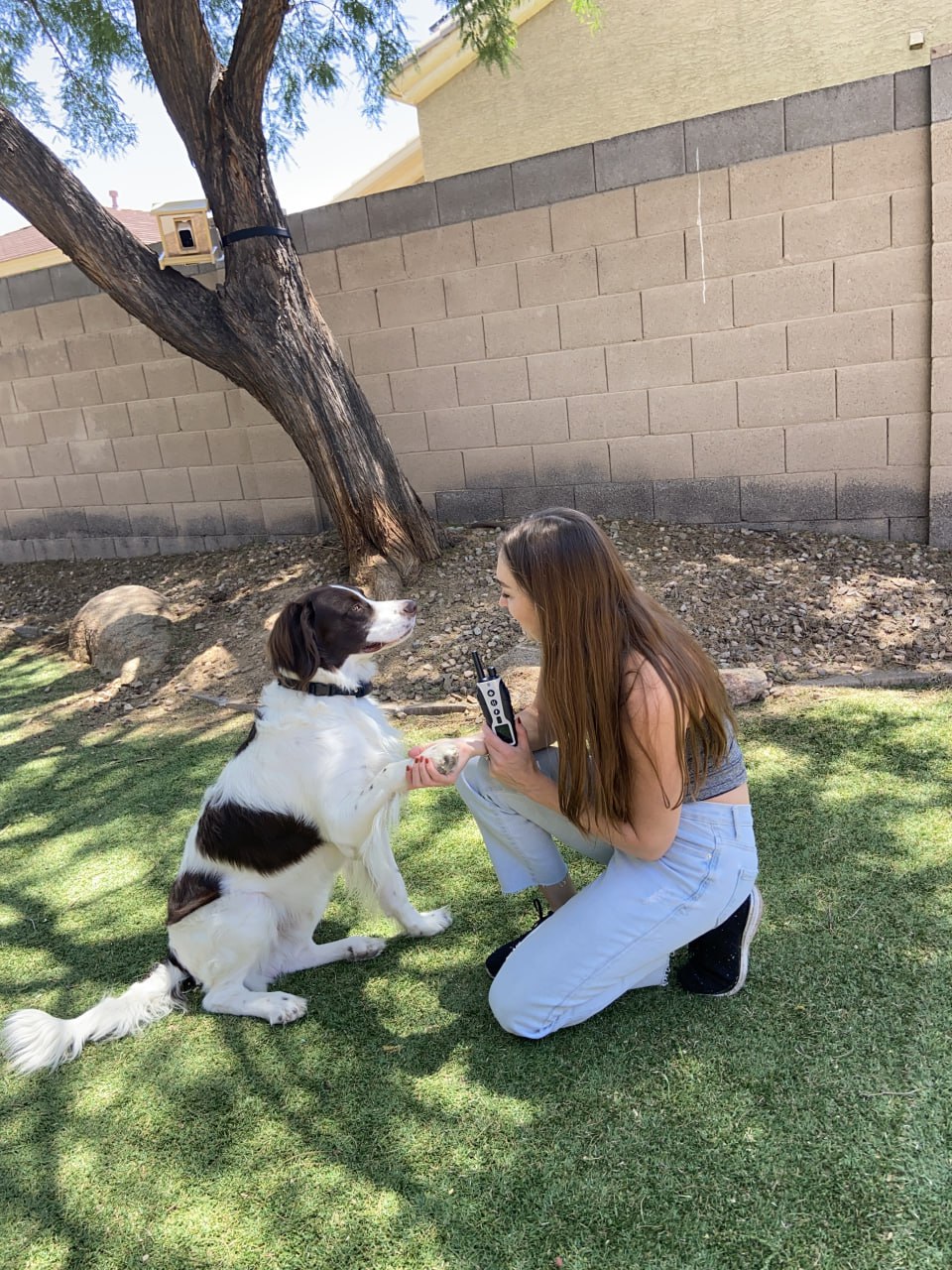 HushPup - Dog Training Collar - 3280 Fee w/ Remote